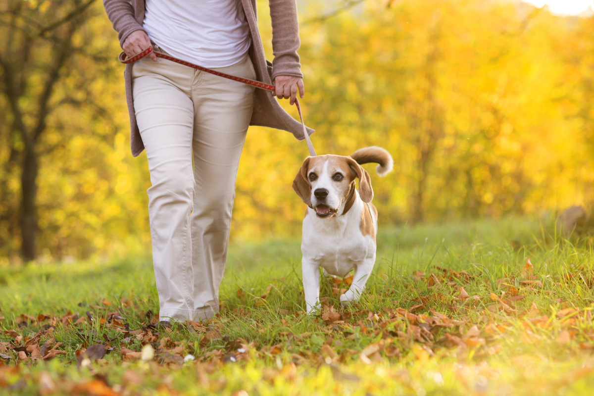 Dog friendly walking routes Newport Pagnell, Milton Keynes.